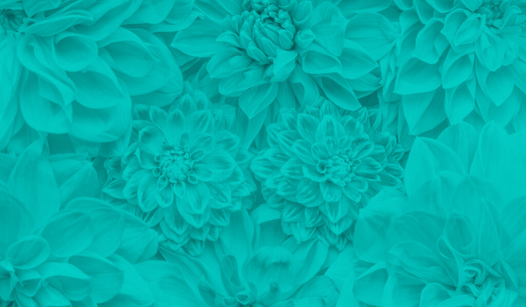 Feature image for blog post consisting of abstract flowers
